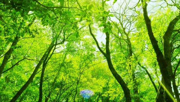 記事に写真を載せるために ❷ Webサーバーへアップロード
