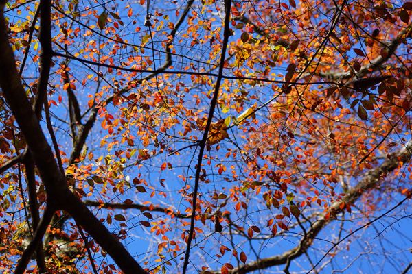 dsc00277A823FB26-6EE9-7DE3-D5D1-62AC0A3F9C6D.jpg